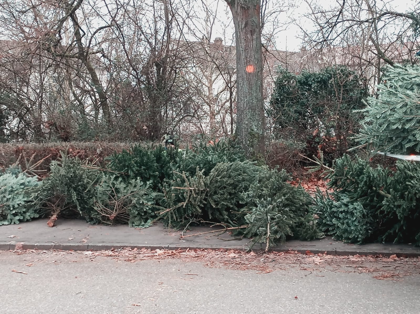 Christbaum sammeln 2025